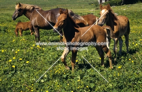 Finnish Horse mares and foals in field