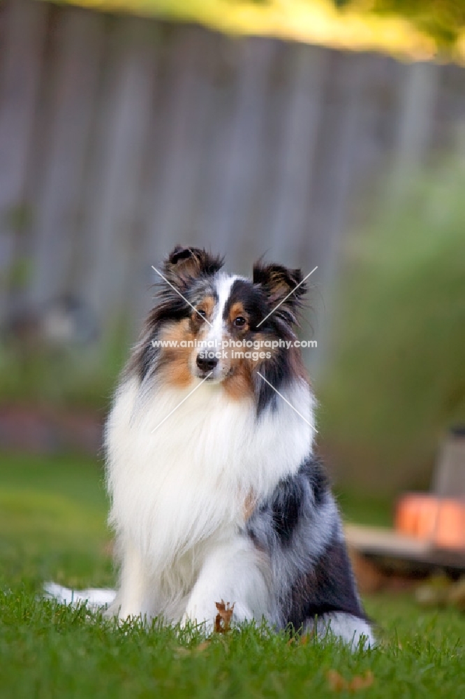 shetland sheepdog sitting in yard