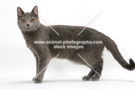 female Chartreux cat, side view