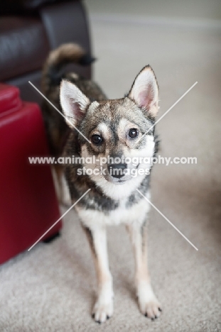 alaskan klee kai smiling