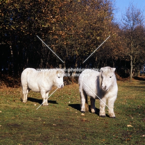two shaggy shetland ponies in winter