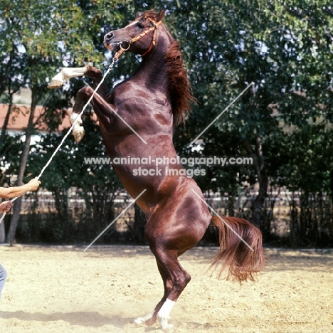 Muscat  Russian Arab stallion rearing