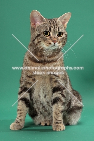 Silver Classic Tabby Manx cat, sitting down