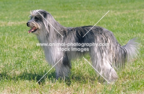 berger des pyrenees a poil long showing typical "cadenettes" corded coat at hindquarters