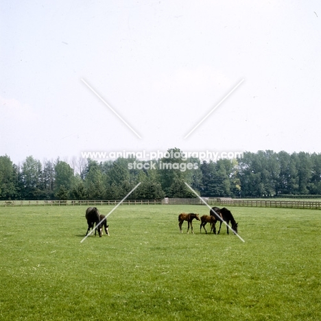 thoroughbreds mares and foals at plantation stud, snailwell, newmarket