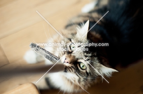 cat playing with rope