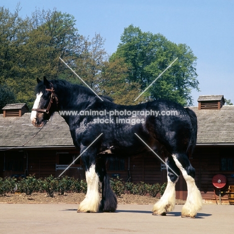 sailor, shire horse at courage shire horse centre