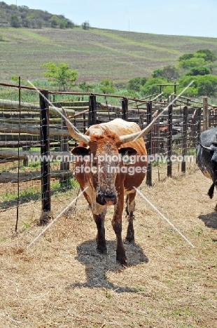 Nguni Cattle