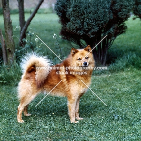 ch cullabine toni,  finnish spitz standing on grass