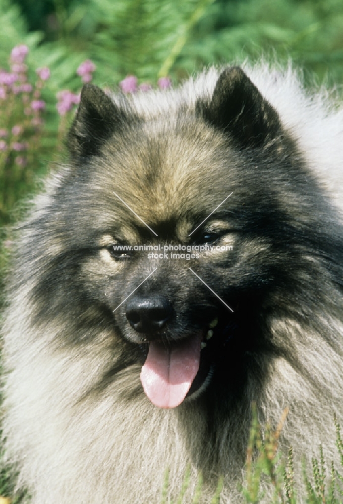 ch neradmik jupiter, keeshond, portrait