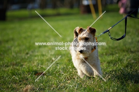 wire fox terrier pulling on a lead