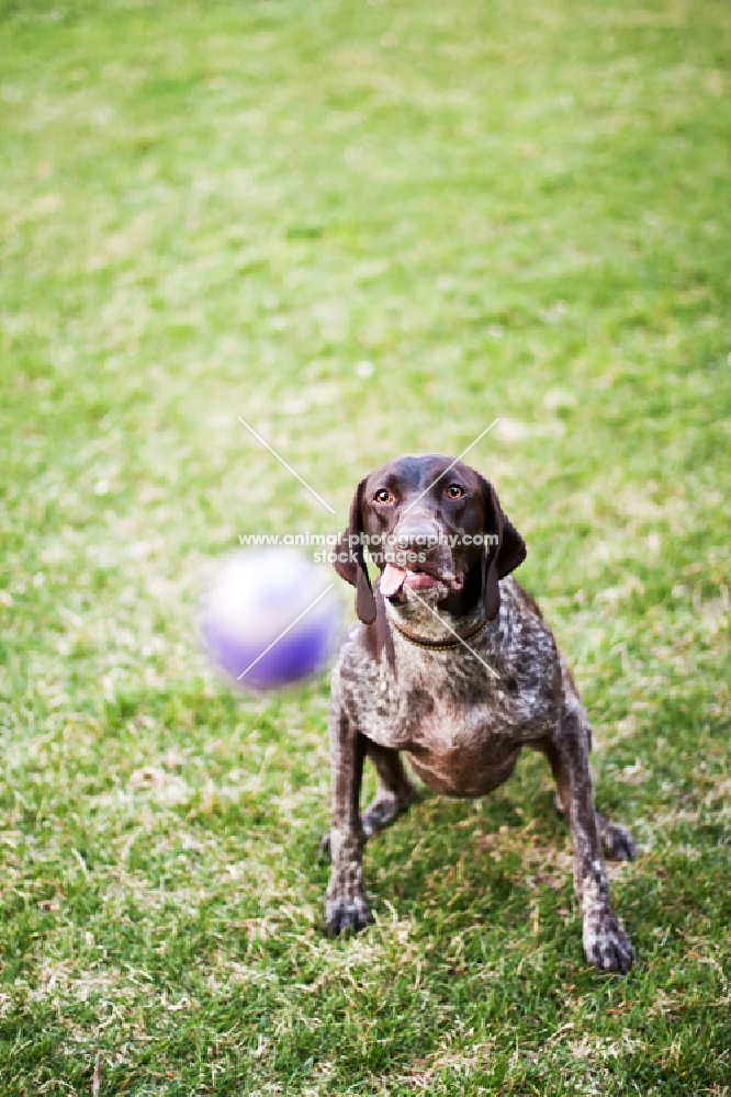 German Shorthaired Pointer ready to catch ball