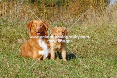 nova scotia duck tolling retriever with her puppy