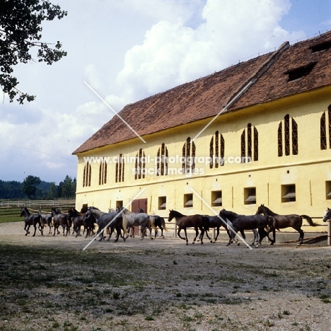 lipizzaner colts leaving the stable