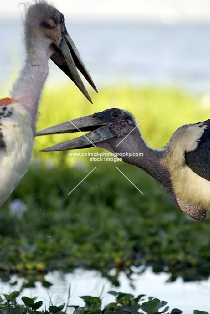 marabou stork biting 