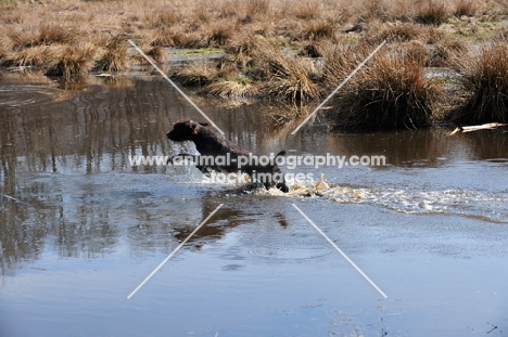 Pudelpointer