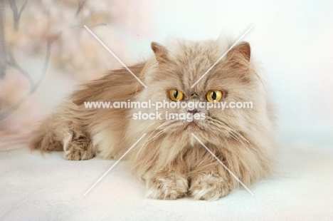 lilac Persian lying on pastel background