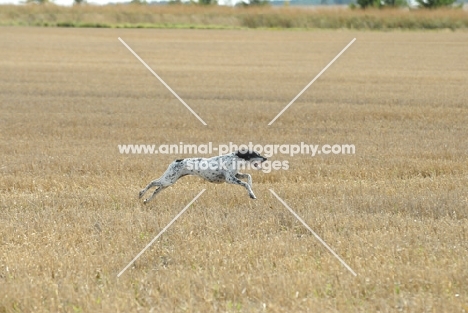 champion pointer at field trial in full speed