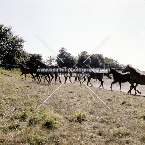 shagya arab youngsters trotting towards new pastures in denmark