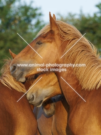 horses together