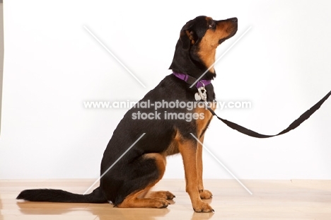 Rottweiler Mix on lead
