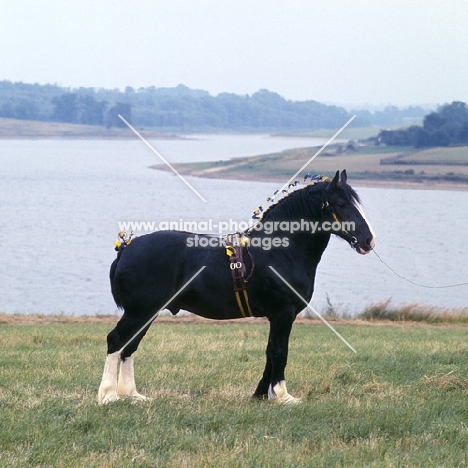 grangewood william, famous shire horse stallion