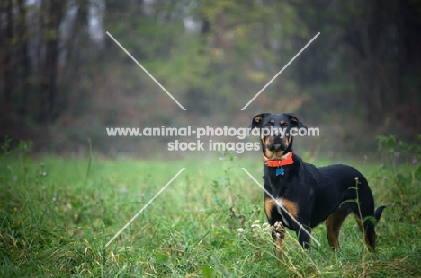 serious Dobermann cross standing in a beautiful country scenery