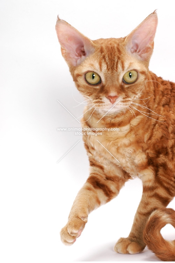 Devon Rex on white background, looking at camera