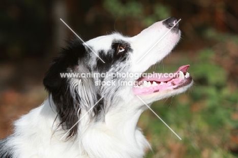 Border Collie looking up, profile