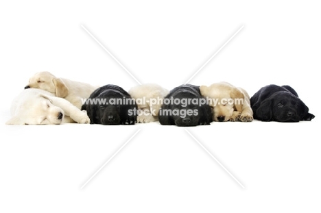 group of Golden and Black Labrador Puppies lying asleep isolated on a white background