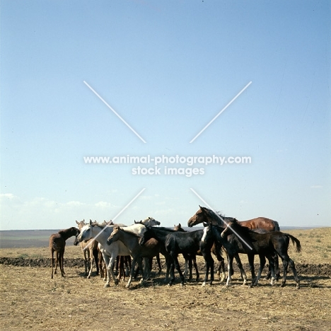 taboon of tersk mares & foals at stavropol stud, russia