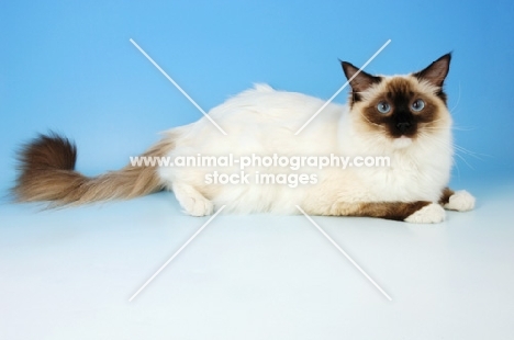 mitted seal ragdoll cat, lying down