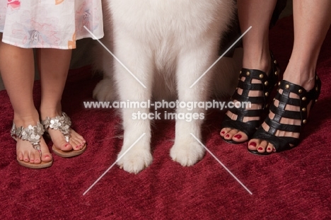 Samoyed feet with ladies feet