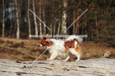 Papillon dog, side view, walking on log