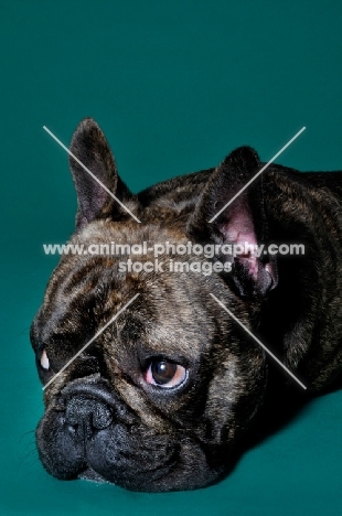 French Bulldog lying on green background looking sad