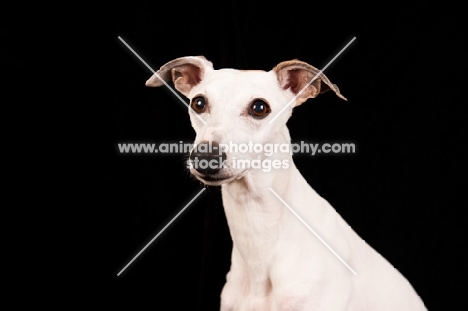 white Whippet on black background, portrait