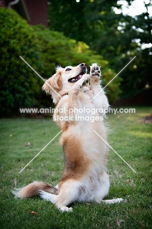 corgi mix balancing on back legs