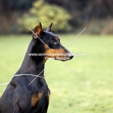 dobermann with cropped ears, portrait