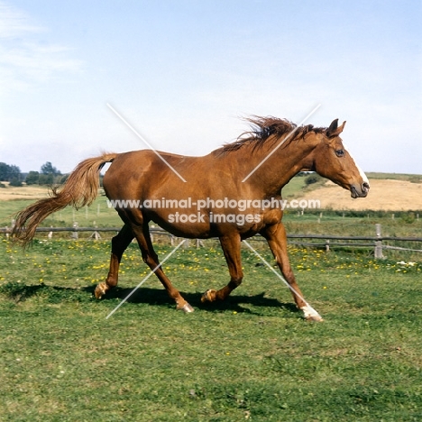 chestnut horse trotting out in field