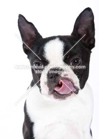 Boston Terrier licking lips