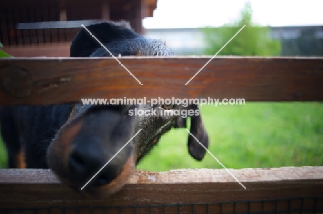 Beauceron watching through a fence