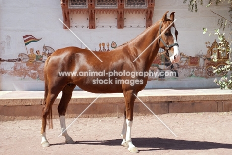 champion chestnut marwari mare