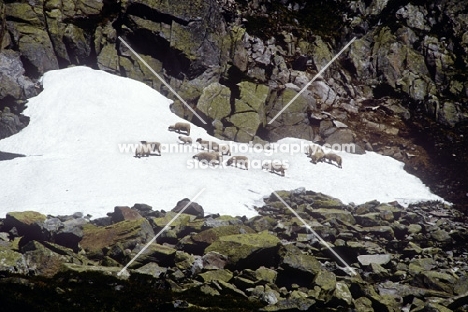 sheep on snow in mountains in france