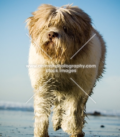 Polish Lowland Sheepdog (aka polski owczarek nizinny) on beach