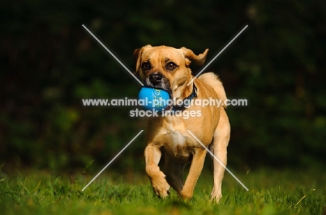Puggle (Pug cross Beagle Hybrid Dog) with ball