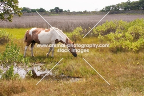 wild Assateague pony grazing