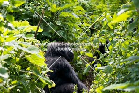 gorilla sitting in rwanda, parc national des volcans