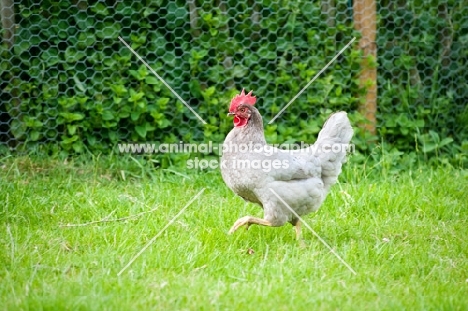 Hen walking in field, in front of chicken fence