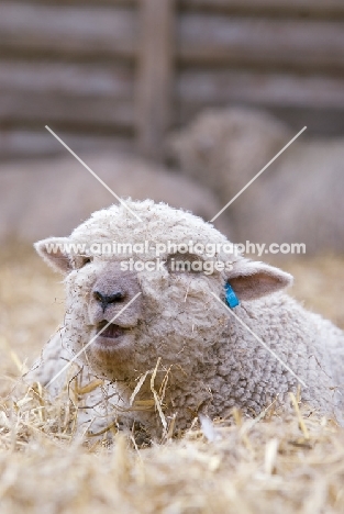 cute South Down lamb