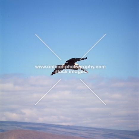 brown pelican flying above the sea, punta espinosa, galapagos  islands
